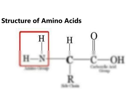 Solution Amino Acids Classification Properties And Functions Studypool