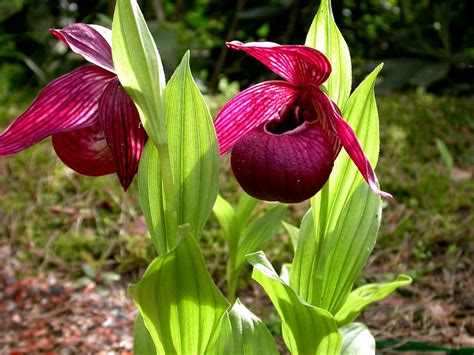 Cypripedium Tibeticum Rolf Panczak Flickr