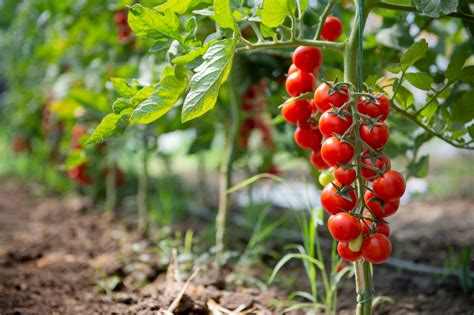 Cherrytomaat Solanum Lycopersicum Tuinkasplant Moestuin