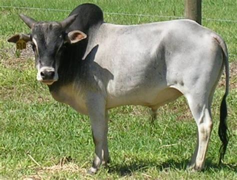 15 best images about ZEBU CATTLE on Pinterest | Zebu cattle, Miniature ...