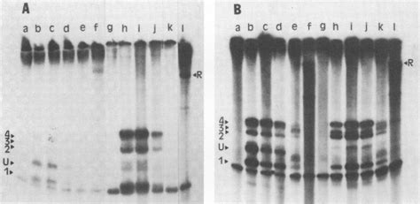 Figure 4 From The Role Of Non Coding Dna Sequences In Transcription And Processing Of A Yeast