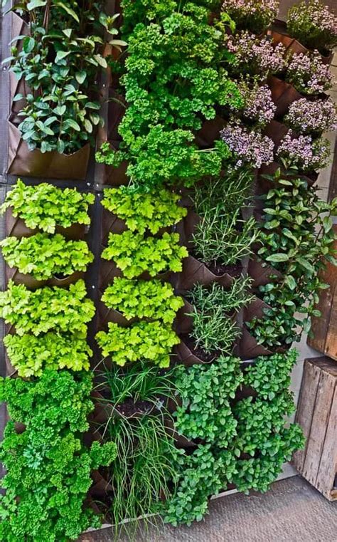 Grow Up! 7 Vertical Gardening Tips for Foodies - Cook What You Love