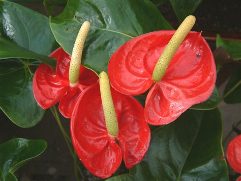 Flower Picture Anthurium Flower India