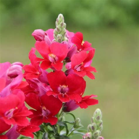 Antirrhinum Majus Dazzling Lips Red Naked Snapdragon With Large