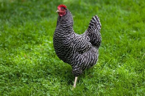 The Plymouth Rock Chicken All You Need To Know