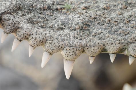 premium photo close  teeth   crocodile