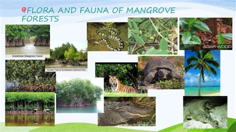 14 Flora And Fauna That Are Found In Mangrove Forest