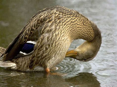 Free picture: mallard, hen, preens, standing, water