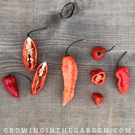 Types of Peppers - Pepper Varieties | Types of peppers, Stuffed peppers, Hot pepper seeds