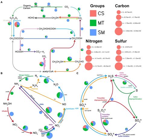 Frontiers Microbial Diversity And Biogeochemical Cycling Potential In