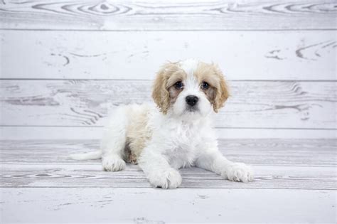 Cavachon: The Complete Care Guide To This Teddy Bear