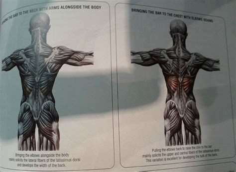 Targeting Upper and Lower Lats with Pull Ups - All Things Gym