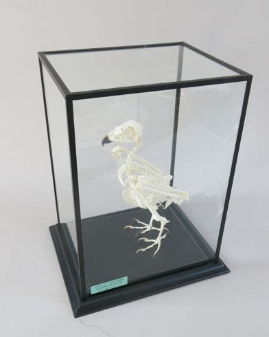 TAXIDERMY, ANTIQUE TAXIDERMY, VICTORIAN TAXIDERMY, CONTEMPORARY ...