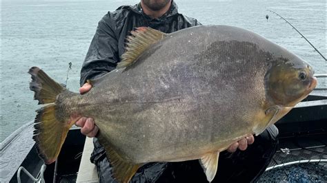 PESCARIA DE PACU GIGANTE 16 04 2024 RIO PARANÁ PESCA ESPORTIVA