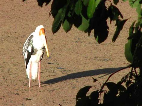 Ranthambore national park images > See original photos & gallery