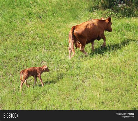 Mother Cow Her Baby Image & Photo (Free Trial) | Bigstock