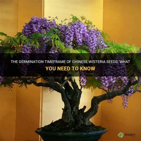 The Germination Timeframe Of Chinese Wisteria Seeds What You Need To