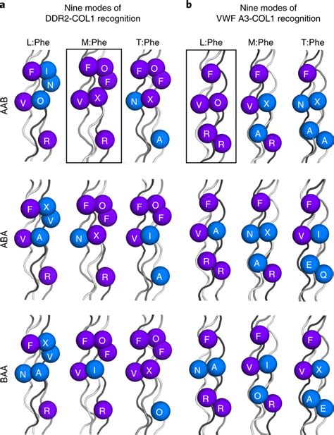 Nine Possible Modes For Binding Of COL1 To DDR2 And VWF A3 A B