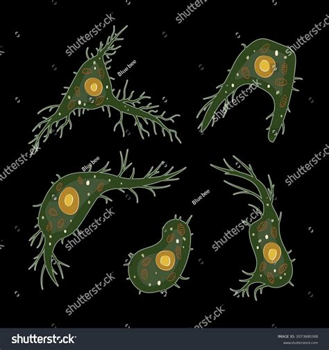 Innate Immune System Dendritic Cells Vector Stock Vector Royalty Free