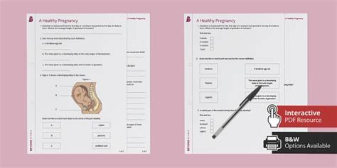 A Healthy Pregnancy Worksheet Human Reproduction Twinkl