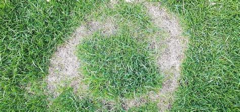 Necrotic Ring Spot Treatment Control Lawn Disease Senske