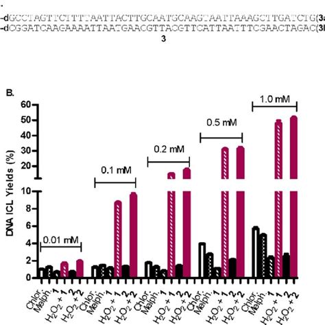 (A) DNA sequence (duplex 3) used for a cross-linking study. (B) The ...