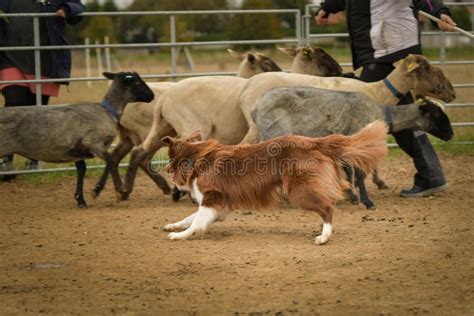 Border Collie is Herding Sheep in Nature. Stock Image - Image of animal ...