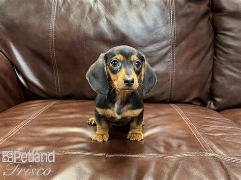 Miniature Dachshund Black And Tan Puppies