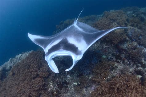 Not Awful UW Photos: reef manta ray in species set