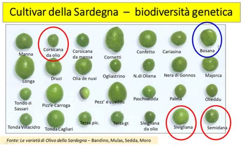 Olivo Variet Minori In Abruzzo Calabria Puglia Sardegna Olivo E Olio