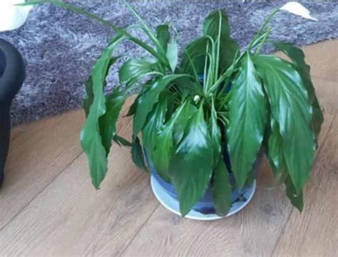 Peace Lily Pruning: When + How to Cut Back | Gardenine