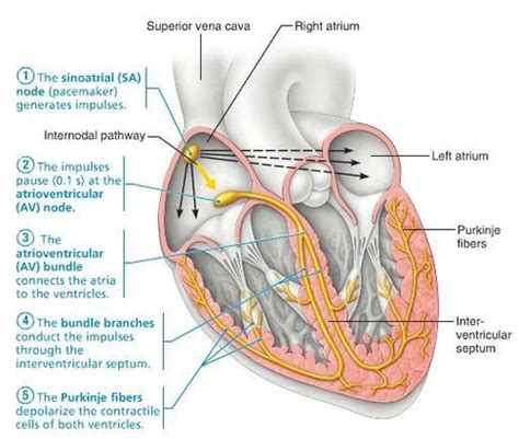 Conduction System Of Heart Electrocardiography Flashcards Quizlet