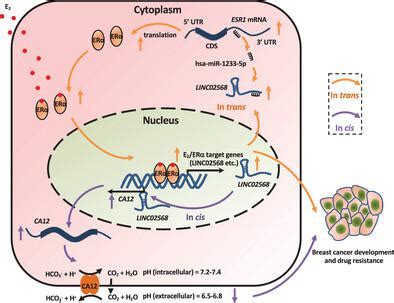 Estrogen Induced Lncrna Linc Promotes Estrogen Receptor Positive