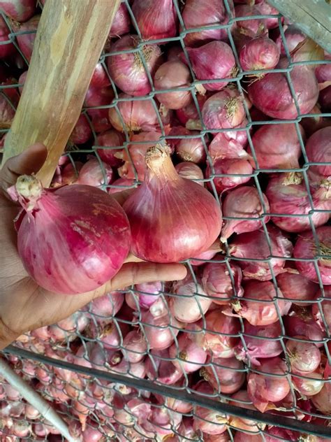 A Grade Maharashtra Nasik Onion Packaging Size Kg Onion Size