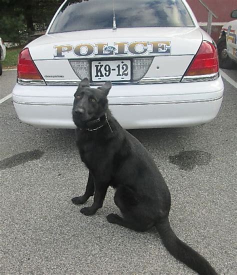 Harrison Pds K9 Axel Receives Body Armor Through Anonymous Sponsor