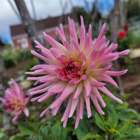 Park Princess Dahlias By The Bay