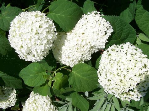 Wild Hydrangea Hydrangea Arborescens North American Insects Spiders