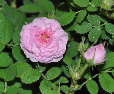 Rosa De Castilla Híbrido Rosa Centifolia · Inaturalist Ecuador