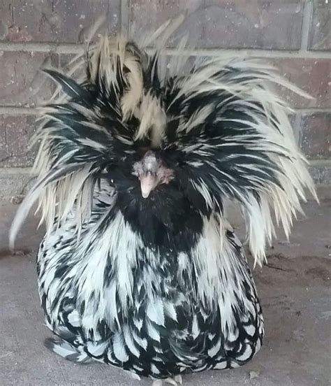 Silver Laced Polish Chicken Baby Chicks For Sale Cackle Hatchery