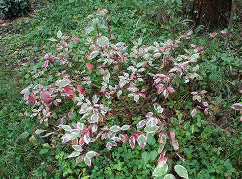 Дерен белый 'Sibirica Variegata' (Cornus Alba 'Sibirica Variegata ...