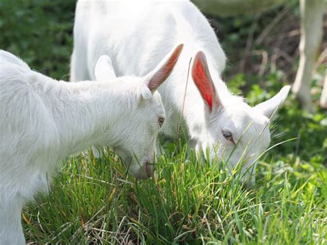 Two Baby Goats Stock Photo Image Of Pair Looking Animal 171541864