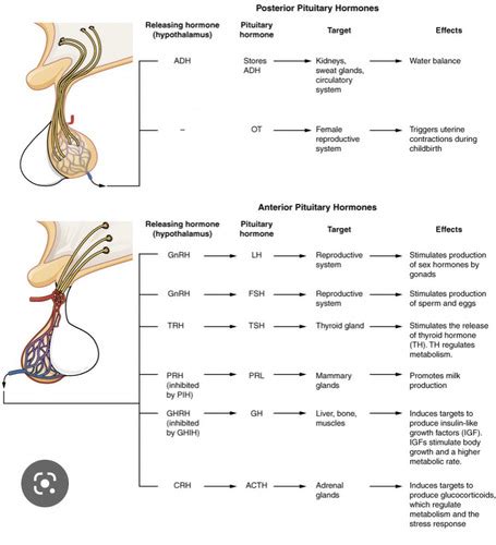 Physiology Endocrine 1 Response To Surgery Flashcards Quizlet