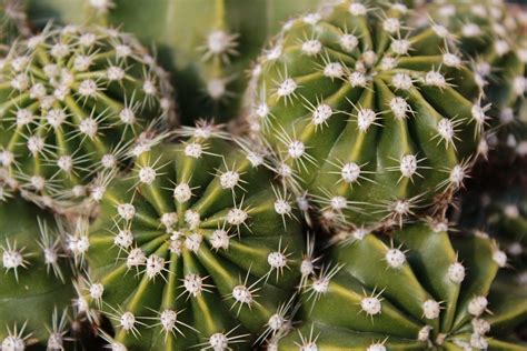 Cactaceae Thorny More Acute Free Photo On Pixabay