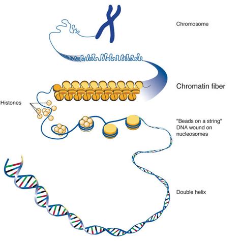 Histone Modification CreationWiki The Encyclopedia Of Creation Science