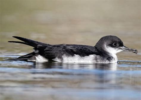 Manx Shearwater Facts: Identification, Diet, Migration Info etc ...