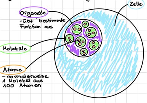 BMZ Abschlussprüfung Biologie Karteikarten Quizlet