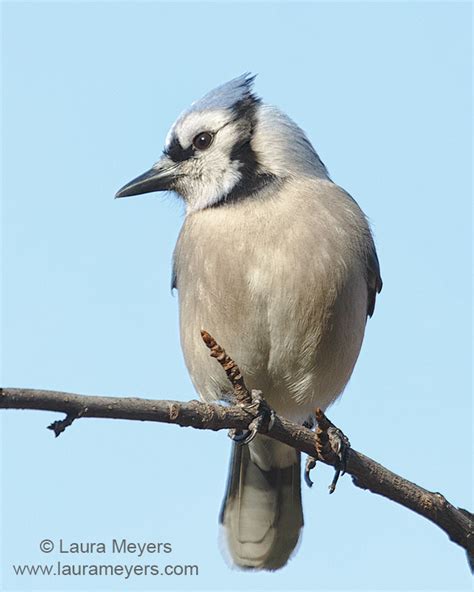 Blue Jay Archives Laura Meyers Photography