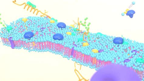 Cell membrane diagram 3D model animated | CGTrader