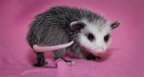 By Wally The Opossum Baby Animals Real Baby Opossum Awesome Possum