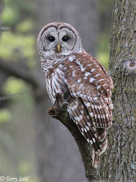 Barred Owl Strix Varia Photograph